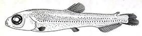 Dolicholagus longirostris_claves.jpg